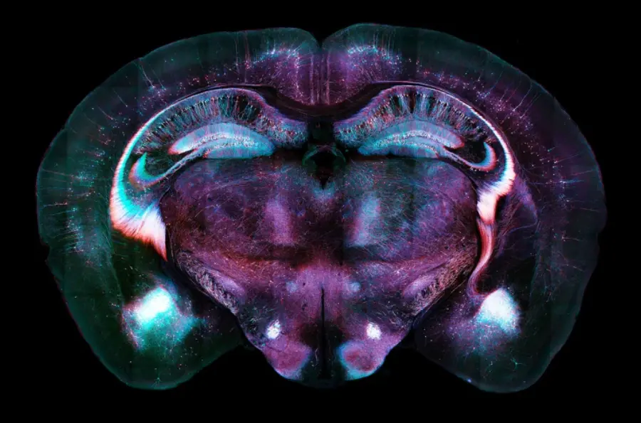 'Fear Extinction' Signal in Mouse Brain Provides Insights on How to Treat PTSD